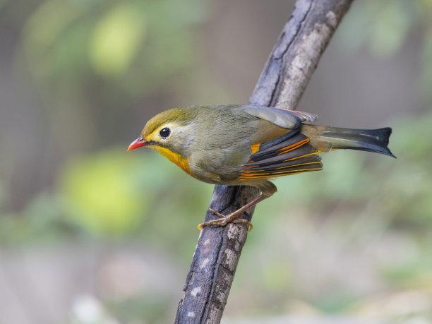 红嘴相思鸟别名红嘴鸟鸟羽色艳丽鸣声婉转动听