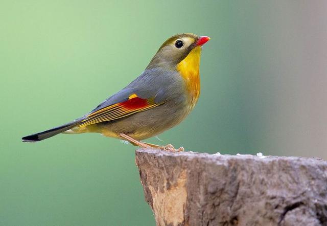 红嘴相思鸟别名红嘴鸟鸟羽色艳丽鸣声婉转动听