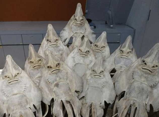 这种鱼在水里特别漂亮晒干了以后画风不忍直视