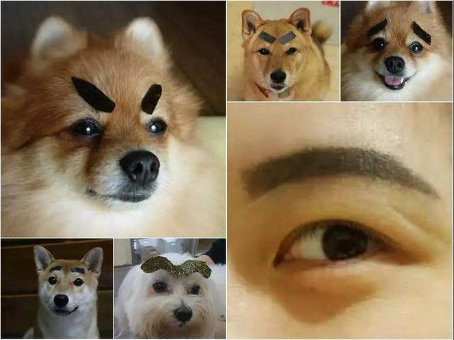在化妆里,修眉是十分重要的一步,当你的狗狗画上浓眉之后,会是什么样