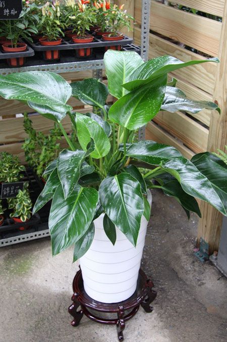 盆栽植物绿钻怎么养护?