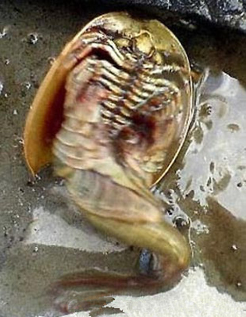 男子在废井打捞上来的不明物体,众人研究一番不知道其来历!