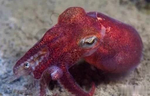 太平洋有一种又萌又奇怪乌贼,体色越变越萌,体长十厘米迷你生物