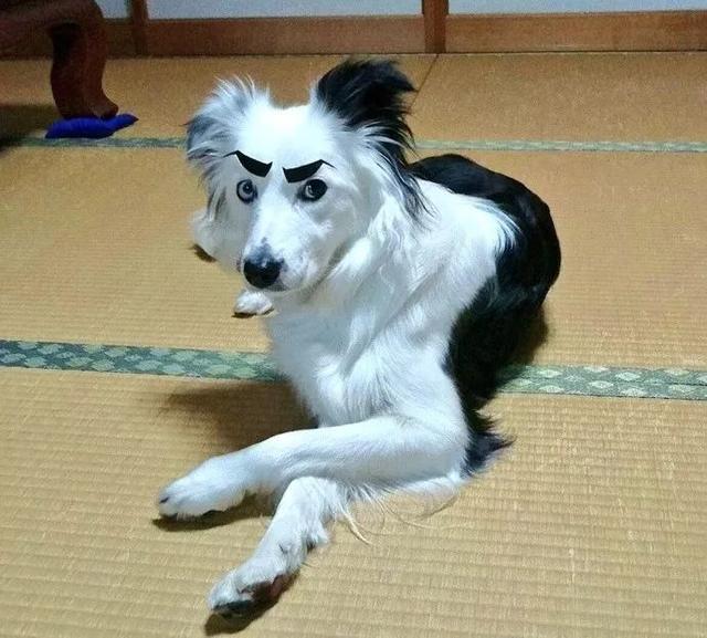 遇到傻主人狗狗也是无奈,这魔性的眉毛实在是太抢镜了