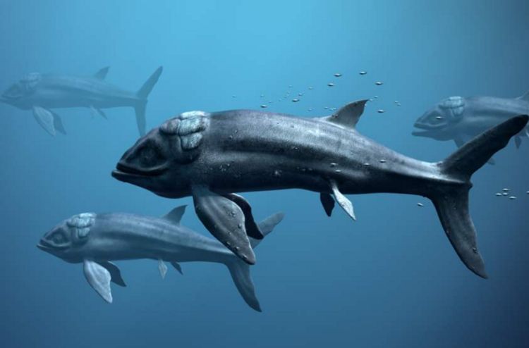 生物史上最大的鱼并不是蓝鲸?最大能长到27米的它才是