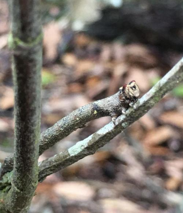 眼睛看不到却能根据周围环境变色桦尺蠖靠什么看这个世界