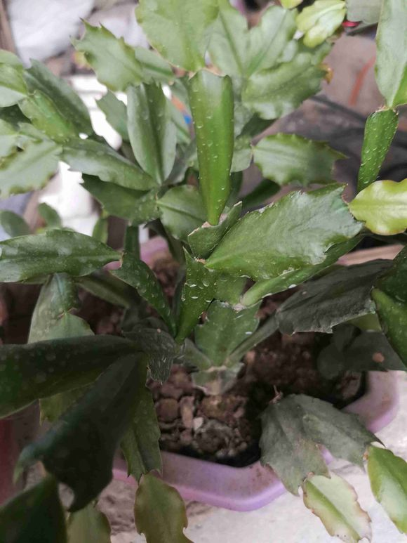 蟹爪兰不开花给它喝点芝麻糊花苞蹭蹭长到了过年长爆盆