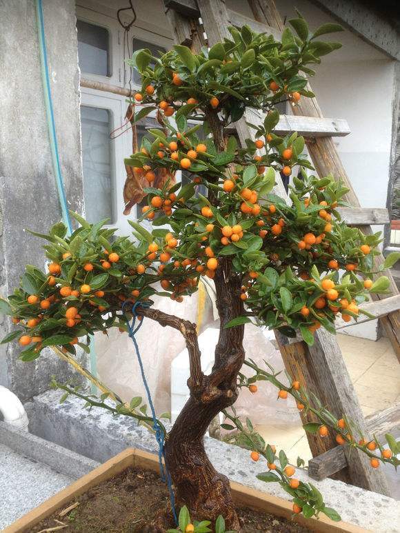 盆景|金豆豆|金豆_新浪新闻