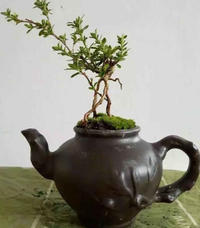 比如这里有一个瓷茶壶,已经没有盖子了,所以也不能用来泡茶了,扔掉也