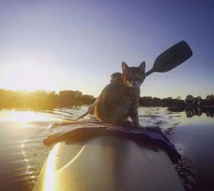猫把小伙当作"船夫",经常相伴游湖,小伙轻松把它带回家|普利|皮划艇