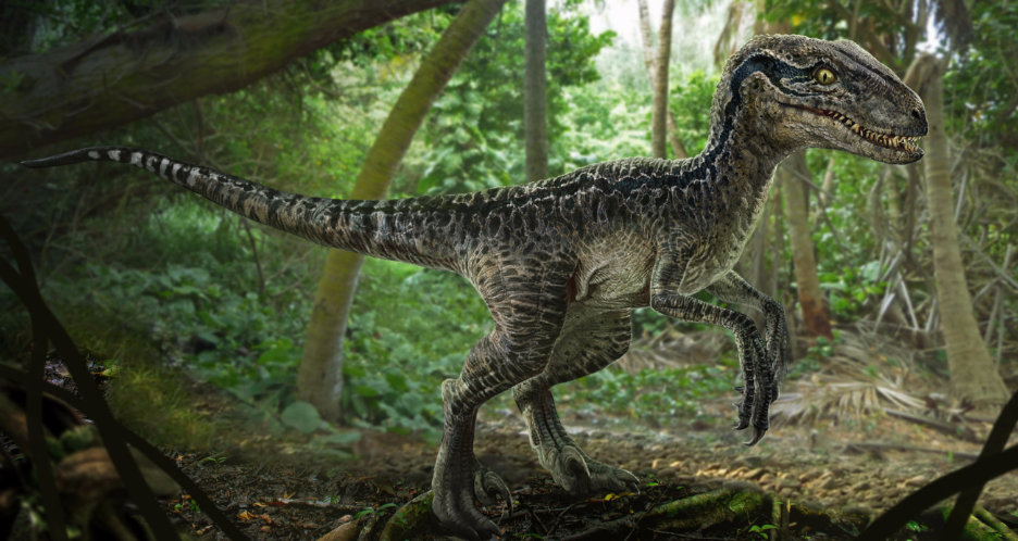 当迅猛龙遇上霸王龙,谁的胜率更高一些?侏罗纪公园给出的答案