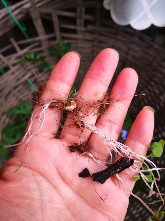 路边挖点野花埋土里浇点水就开花比买的还好看