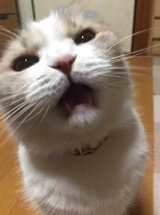 铲屎官忘买小鱼干,家中猫咪气得"炸毛",生气表情萌翻网友