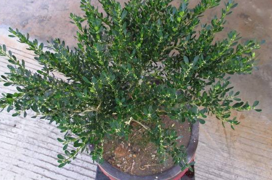 考拉园艺网带你了解珍珠黄杨盆景