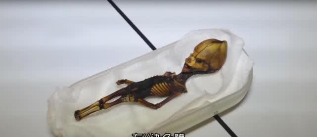 科学家发现一具人形骨架,形似人类全长仅15厘米,是外星人吗