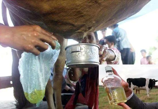 印度最受欢迎的饮料:"牛尿饮料",据称可以治病,你敢品尝吗