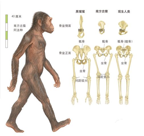 南方|露西|古猿_新浪新闻