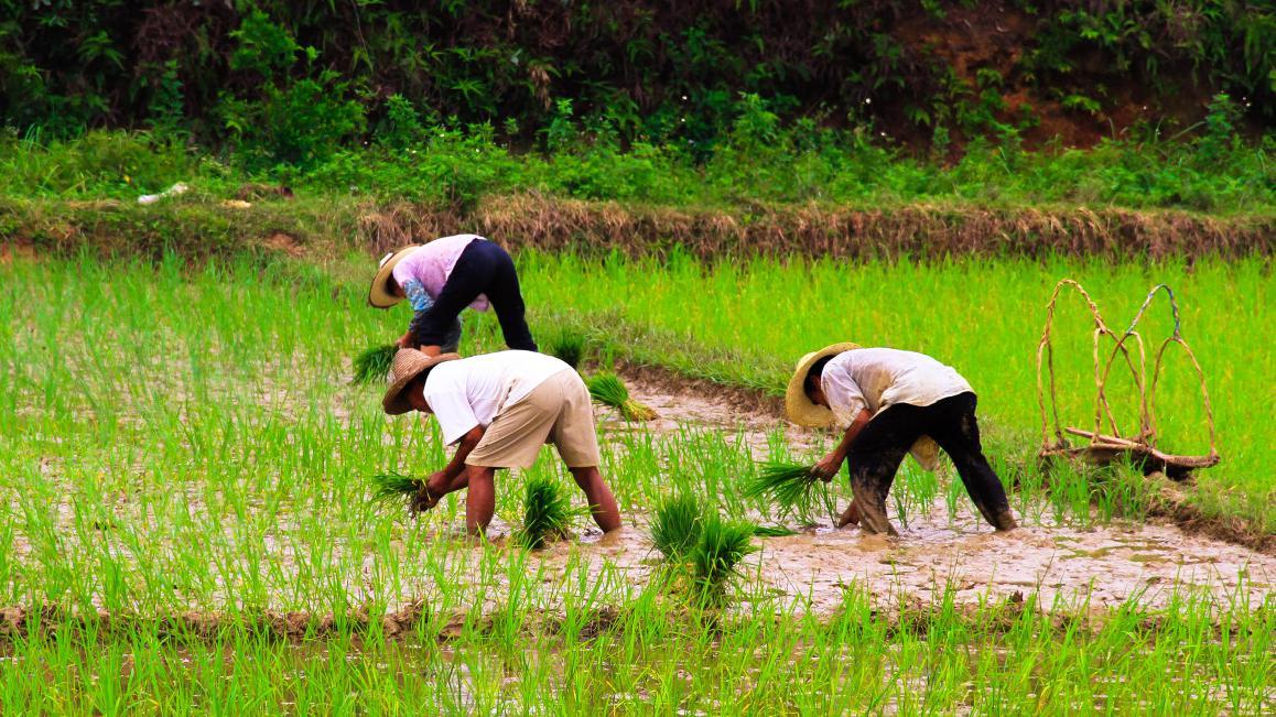 村民吃粮却不愿种粮,种地为啥就不能发家致富呢?看完明白了