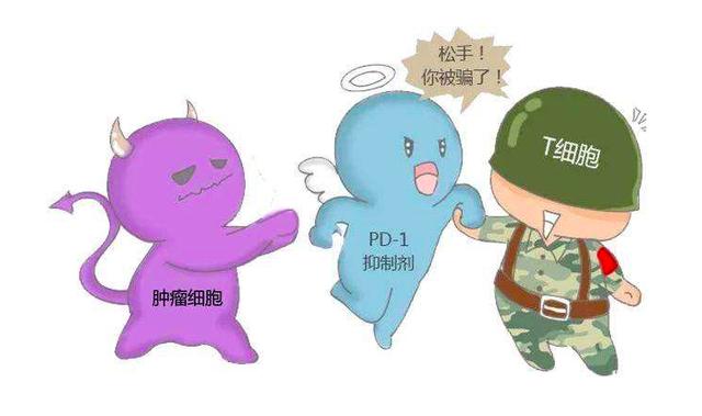 我t细胞人体免疫大军中的超级杀手