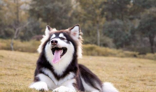 小阿拉斯加软萌可爱,被主人和金毛"欺负",几个月后画风突变