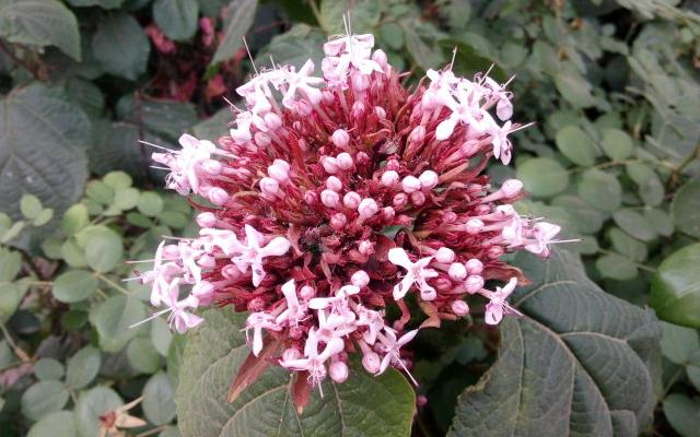 农村人叫它"臭牡丹",开花非常臭,但是很漂亮,这种花你见过吗