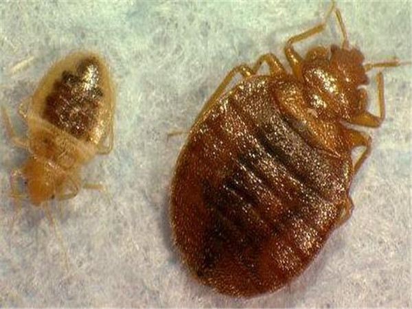 除臭虫小技巧 专业除臭虫服务公司