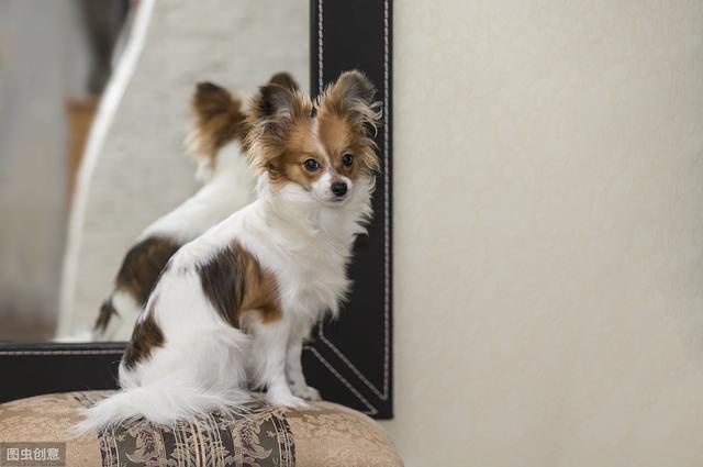 蝴蝶犬那么聪明漂亮却很少有人养原来是因为这6个原因