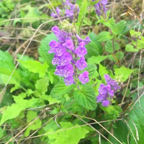 野外环境湿润生出一种野草,名叫"韩信草,价值高别小看