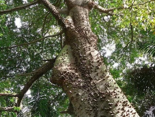 全球最"危险"的树,浑身长满尖刺,果实一言不合就炸开