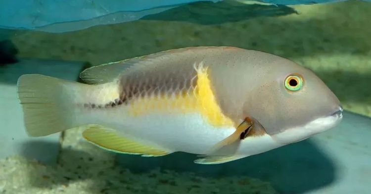 很聪明的一种鱼,还会利用工具?颠覆人类对鱼智商的认知!