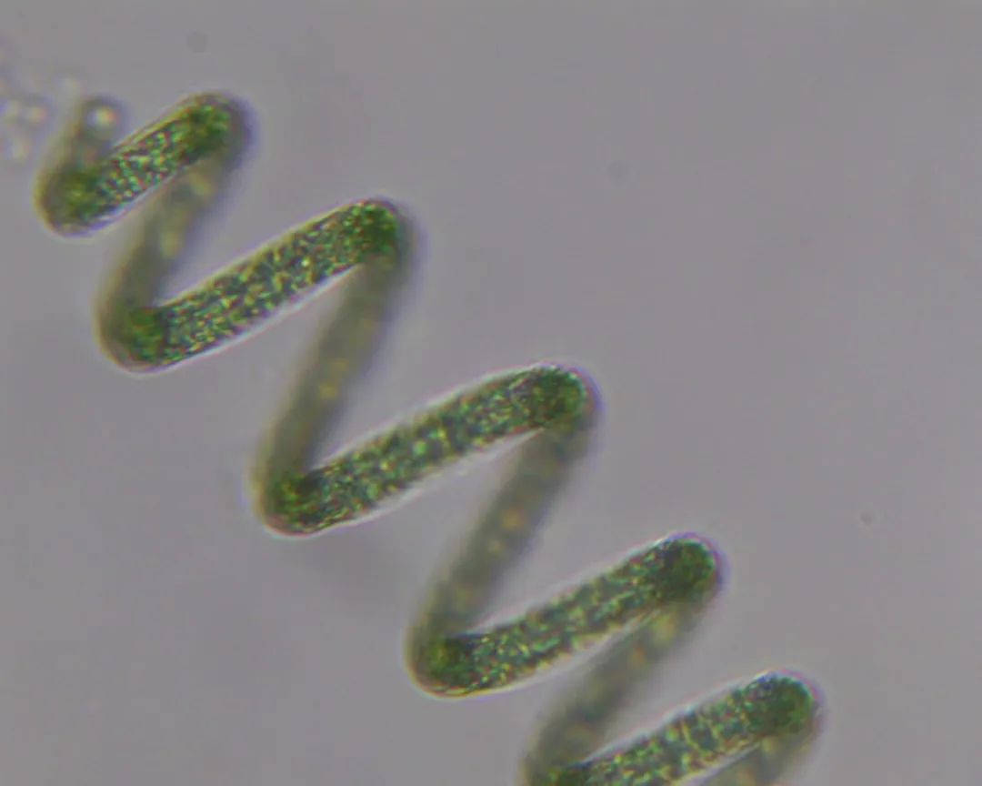 神奇的跨界应用, 超级生物"微藻"的商机