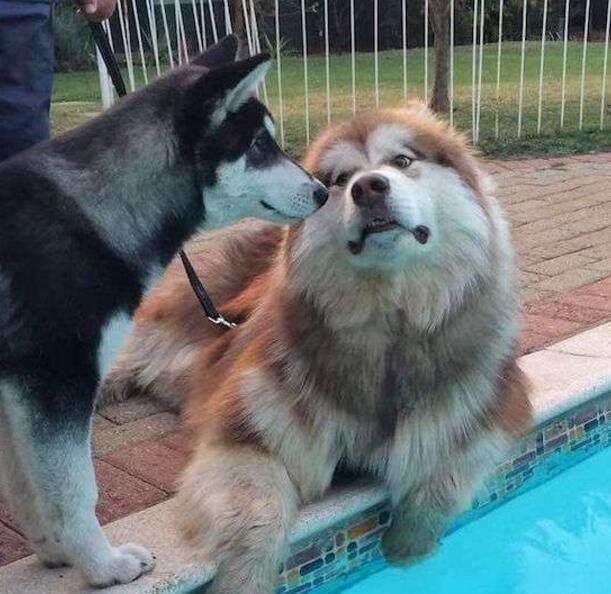 小阿拉斯加软萌可爱,被主人和金毛"欺负",几个月后画风突变