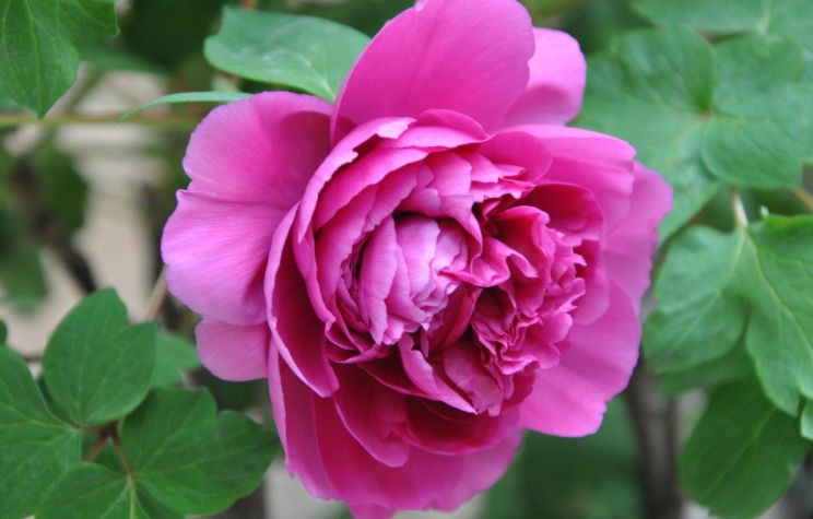 晚年财运生肖女运势(晚年财运生肖女运势怎么样)