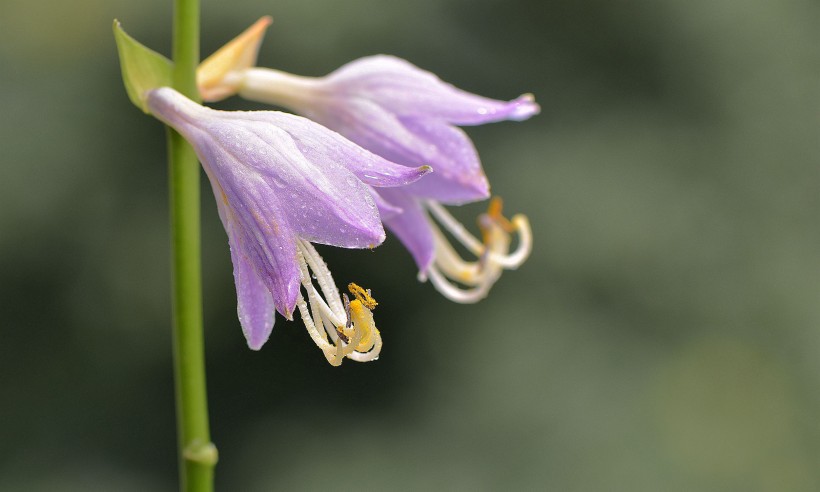 生肖虎之人早前一段时间福德宫因"贯索"这颗凶星作祟,导致部分人遭遇