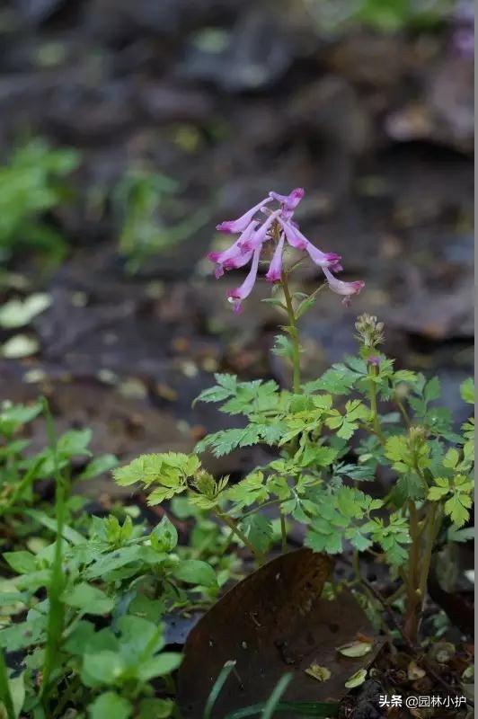 路边的小野花你认识几种