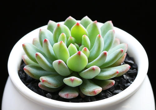 多肉植物穿裙子了怎么办