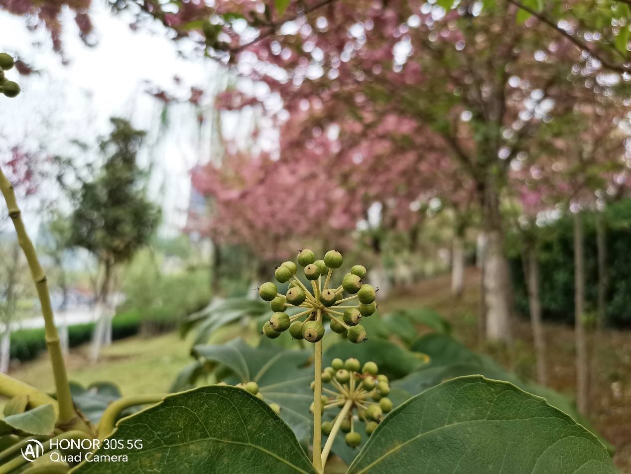 荣耀30S评测：全新5G芯片麒麟820降维打击，荣耀30S尽显强者风范