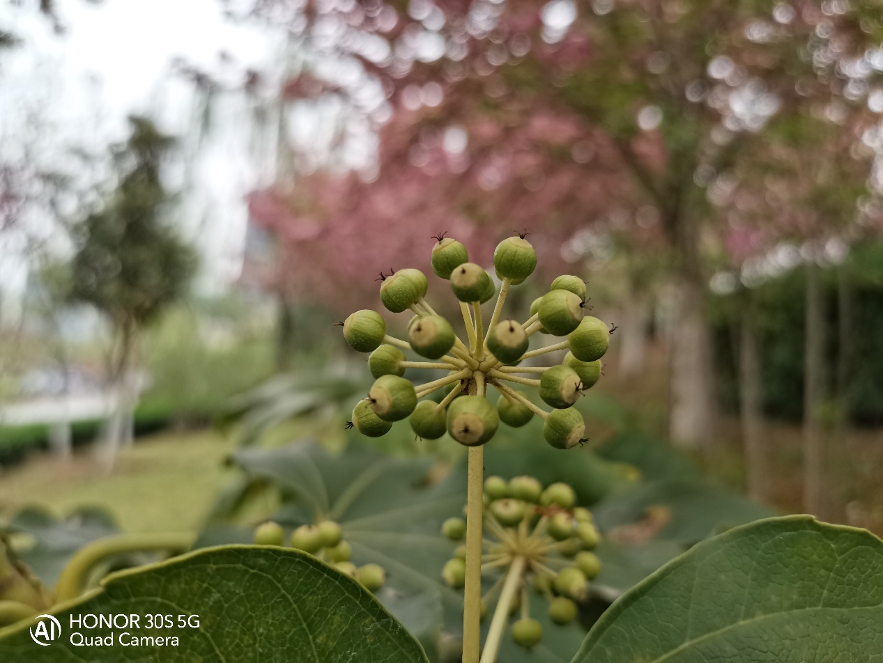 荣耀30S评测：全新5G芯片麒麟820降维打击，荣耀30S尽显强者风范