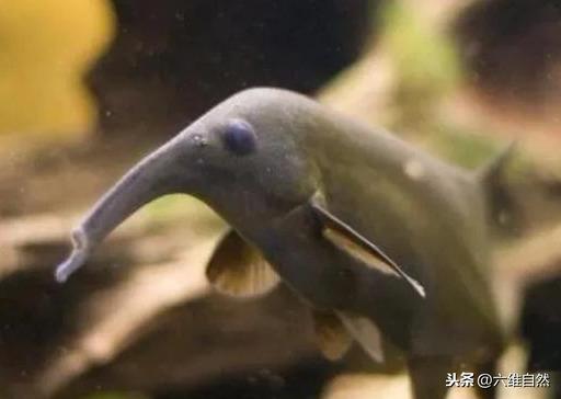 体形怪异的象鼻子鱼,因有一条长鼻子而得名,靠发出电脉冲而生存