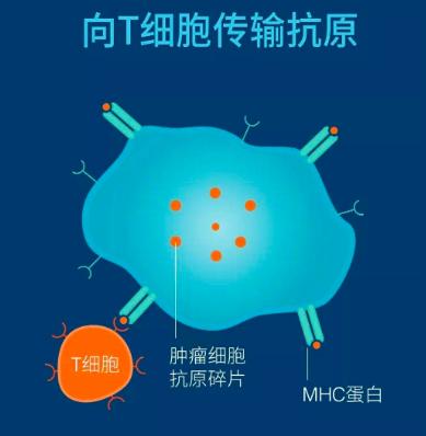 我t细胞人体免疫大军中的超级杀手