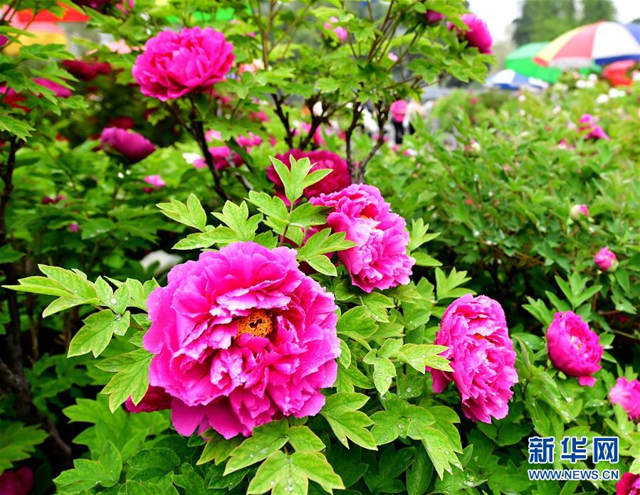 河南洛阳:牡丹花开