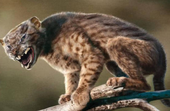 老虎等差不多,不过虽然外形相似,但是袋狮其实与老虎和狮子并没有什么