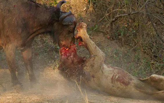 震撼一幕!非洲雄狮单挑野牛,结果反被野牛杀死,场面血腥!