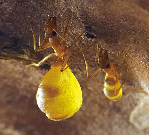 青年洞穴中发现一堆黄色圆球,竟是罕见的美味!