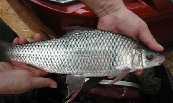 手竿钓鲮鱼,关键技巧就在调漂,调漂得当中鱼率飙升!