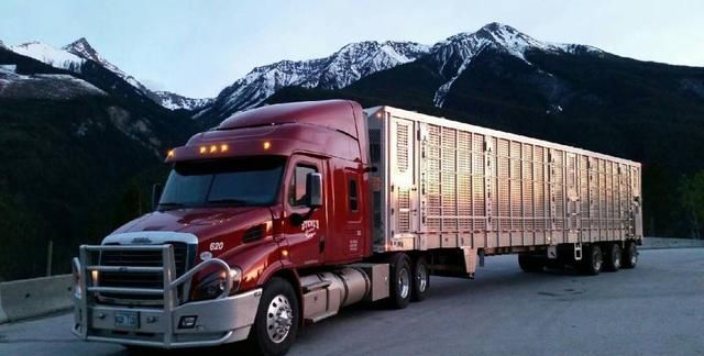 600马力专运猪马牛羊 北美最大的牲畜运输车队steve&x27;s