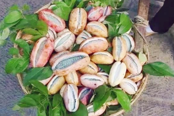 世人俗称狗腰子日本有钱人才吃得起在中国满山都是懒得捡