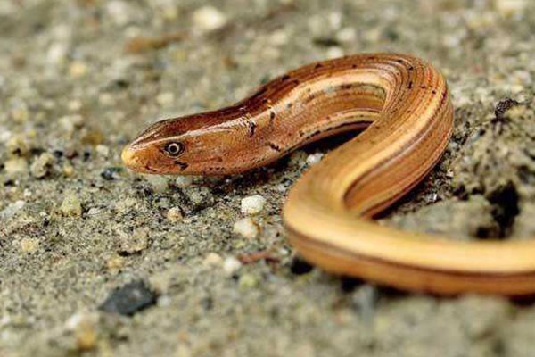 世界上寿命最长的蜥蜴:帝王蛇蜥,在博物馆中存活54年