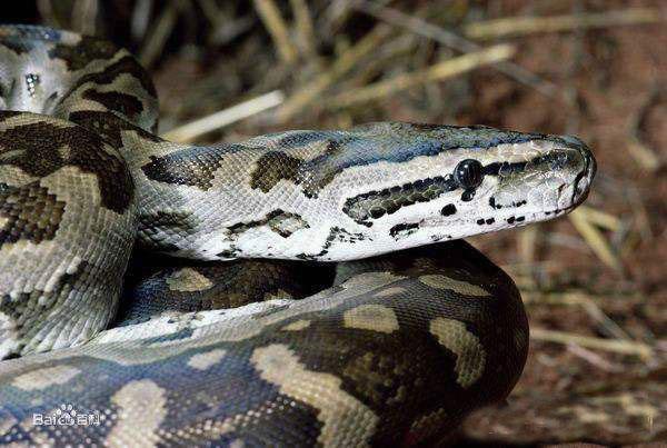 非洲最大无毒蛇入侵美国成恶梦,平头哥碰见它也要绕着走