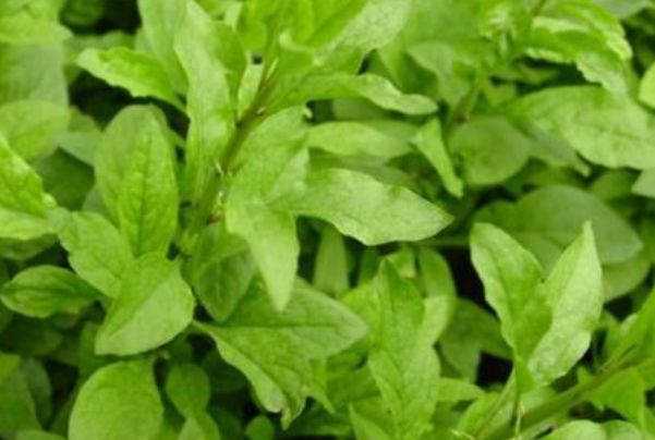 养肝就是养命,4种野菜春季常吃,排毒养肝,错过再等一年